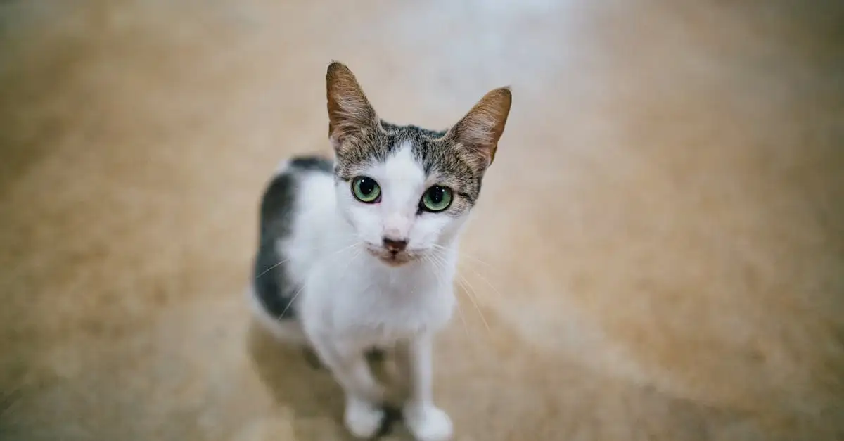 Por que os gatos buscam sempre lugares altos?