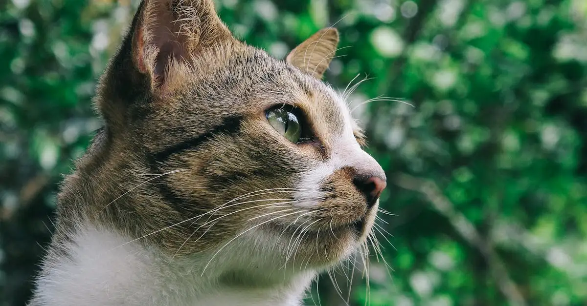 Por que os gatos se enrolam? Entenda esse comportamento!