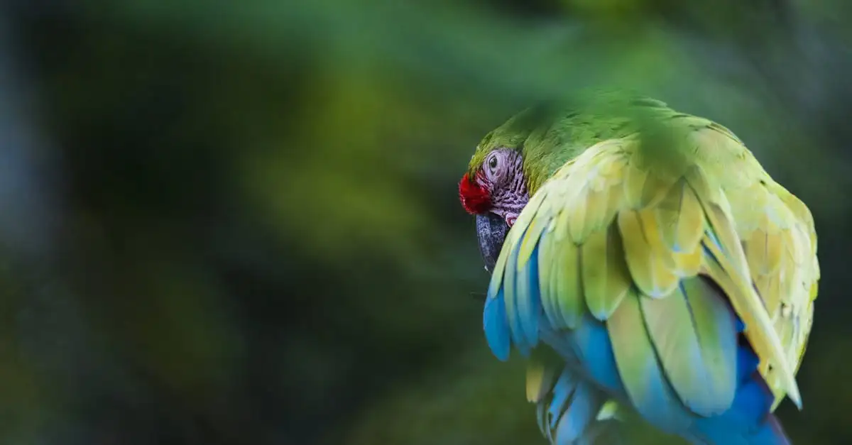 Por que Puerto Maldonado é a melhor porta de entrada para a Amazônia?