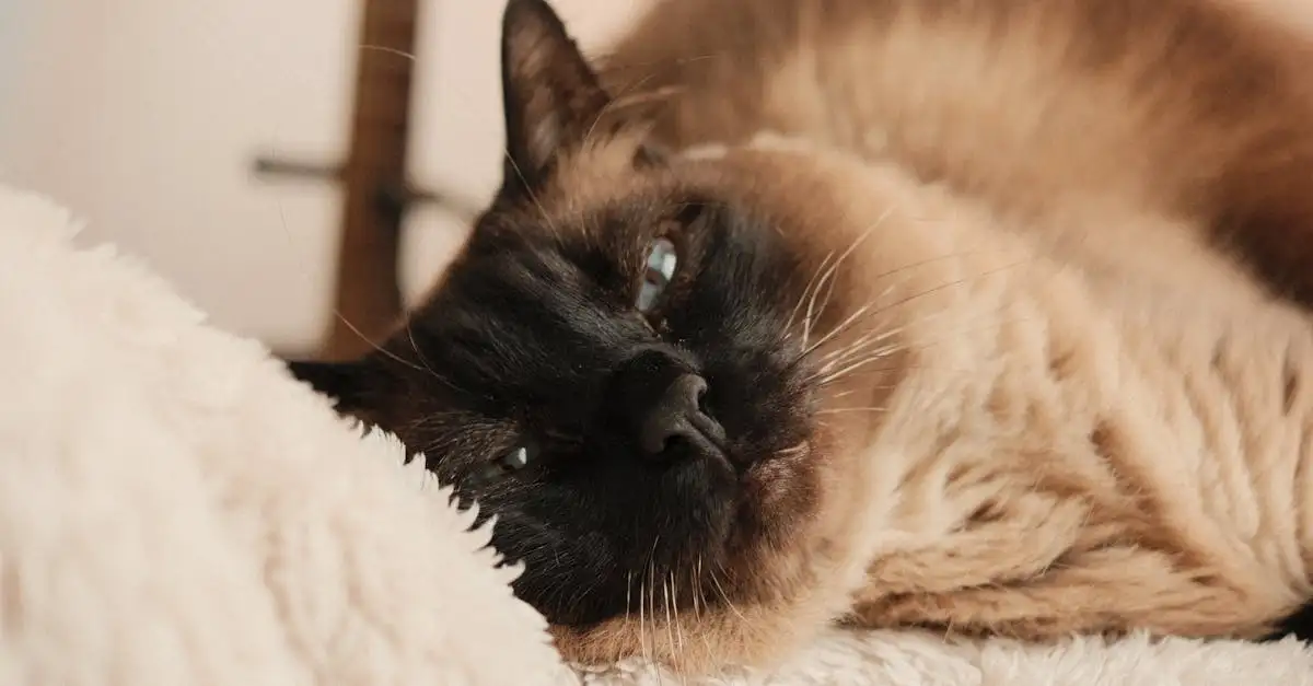 Quais os principais benefícios de castrar ou esterilizar gatos?