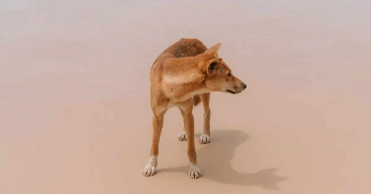 Qual é o papel dos cães nas tradições indígenas americanas?