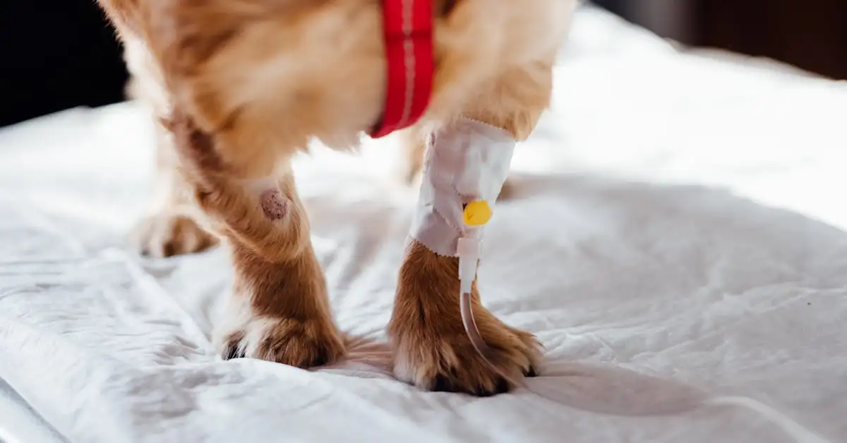 Cães podem realmente detectar doenças como o câncer?