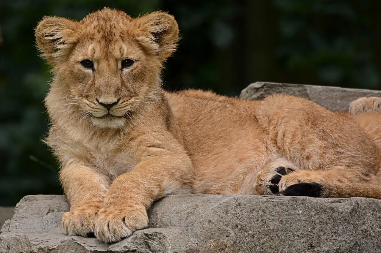 Como avistar os Big Five no Parque Nacional de Chobe?