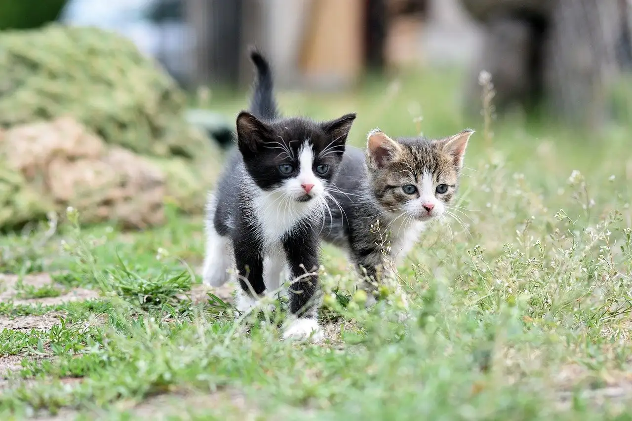 Gatos afetam a biodiversidade nos ecossistemas? Descubra!