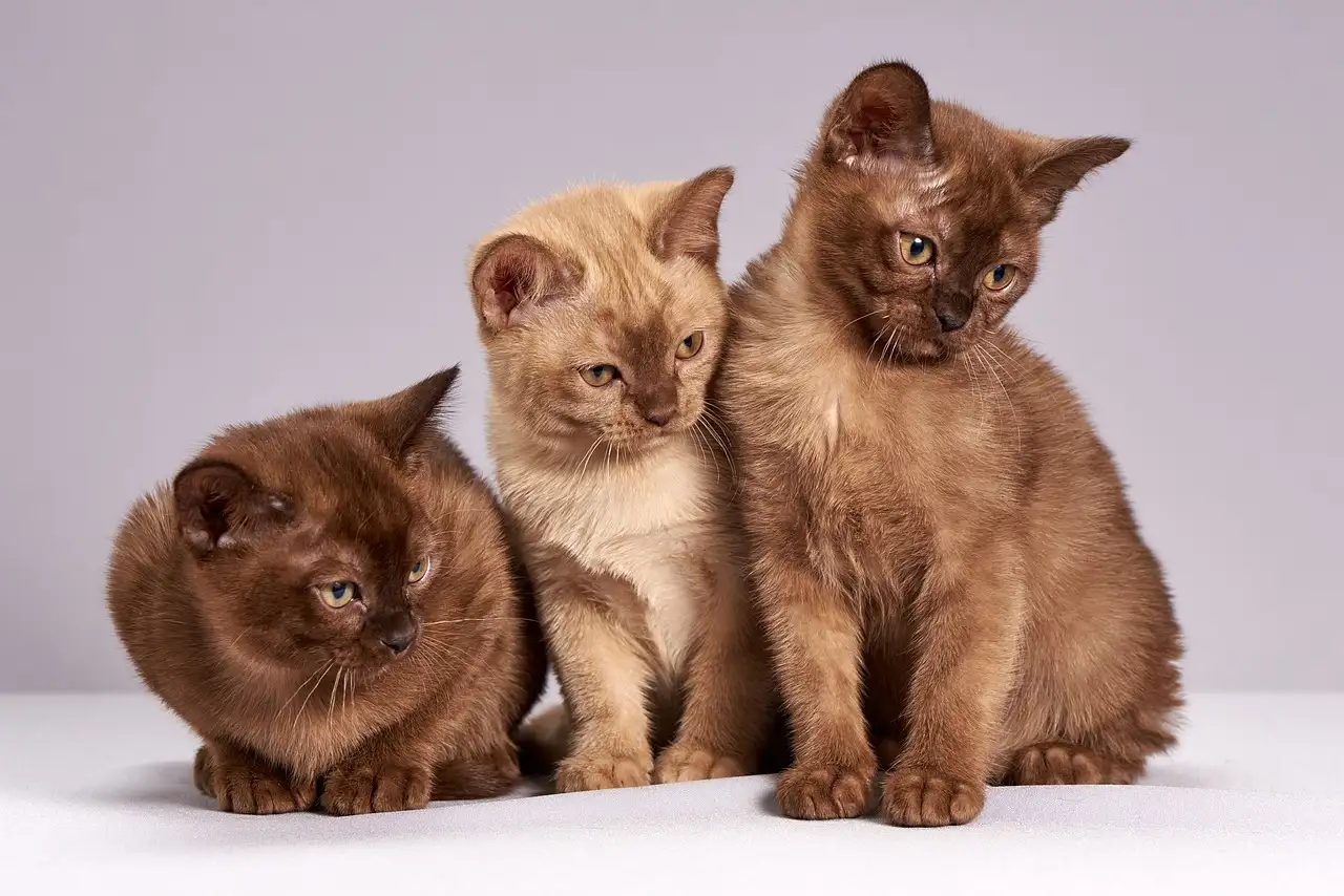 Gatos afetam a biodiversidade nos ecossistemas? Descubra!