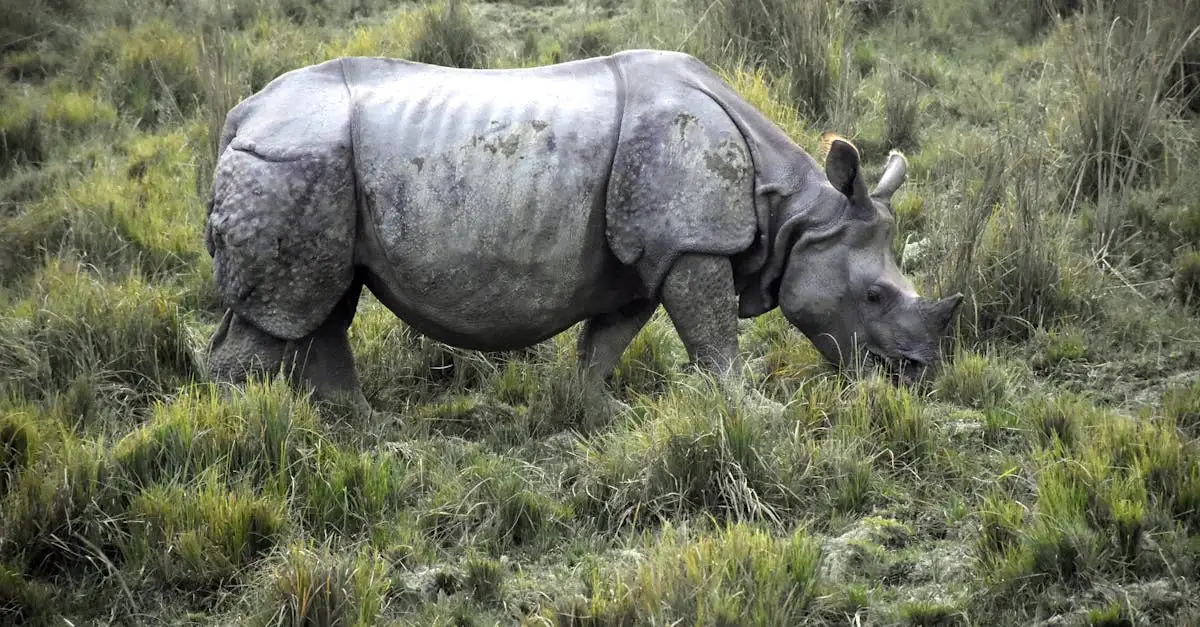 Onde está localizado o Parque Nacional de Kaziranga?