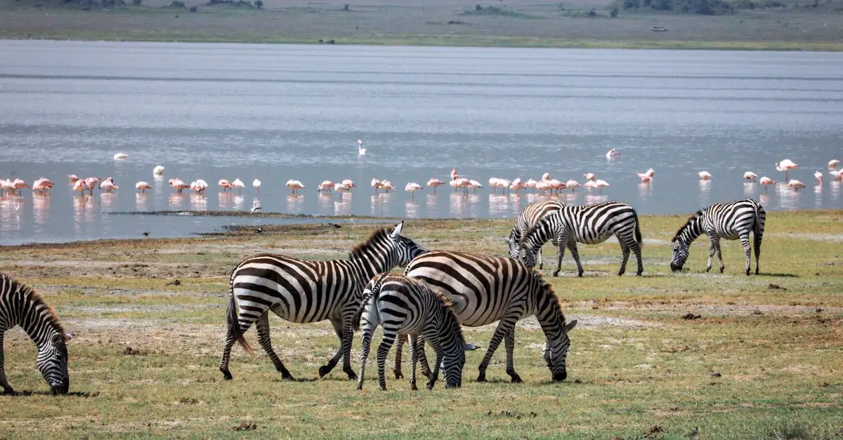 Onde ver os flamingos no Lago Bogoria, Quênia?