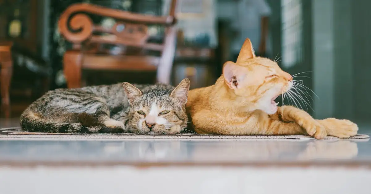 Por que gatos são os melhores animais de estimação?