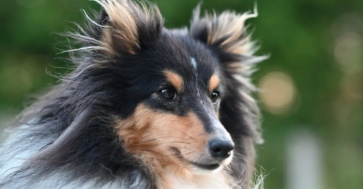 Por que os cães são tão leais aos seus donos? Descubra!