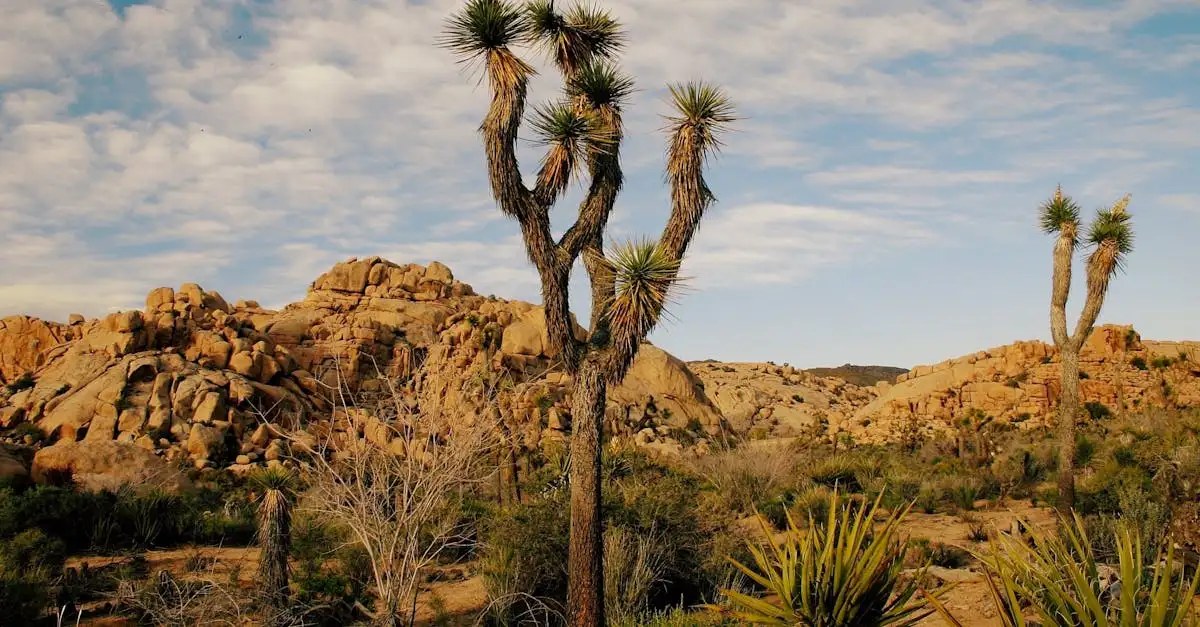 Qual deserto da Califórnia abriga as Joshua Trees?