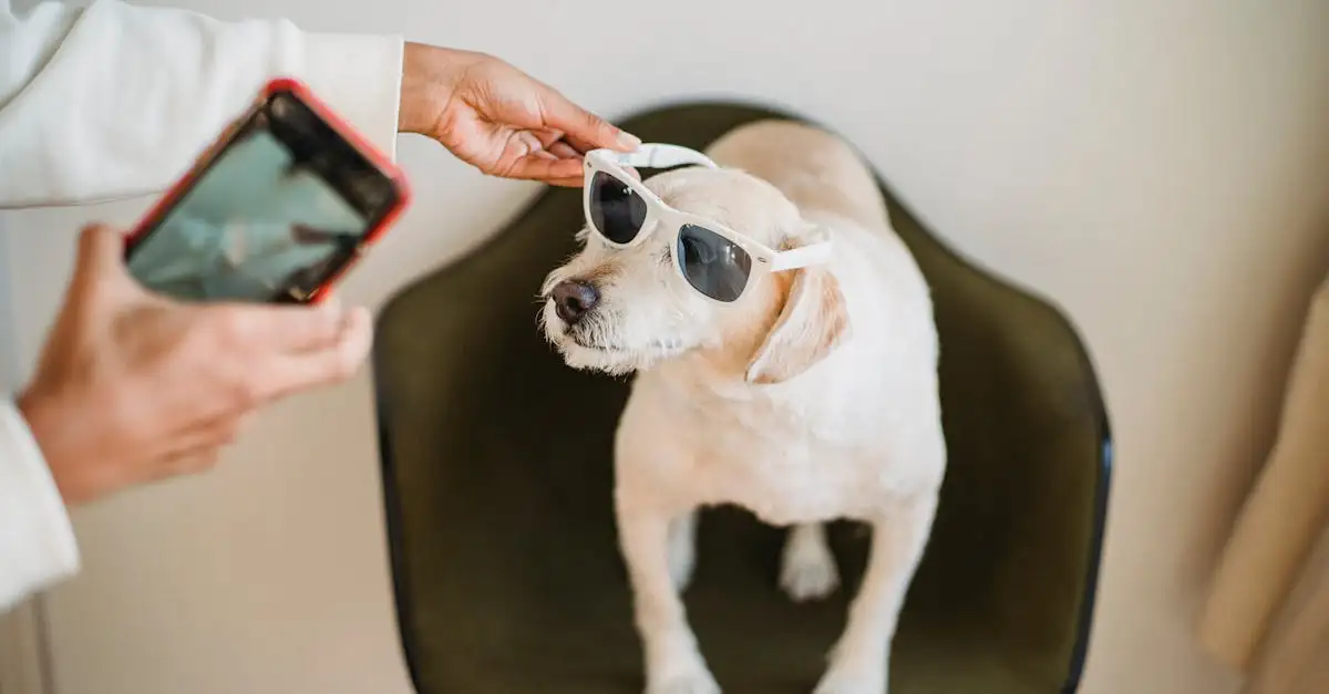 Qual é a importância dos cães no entretenimento atual?