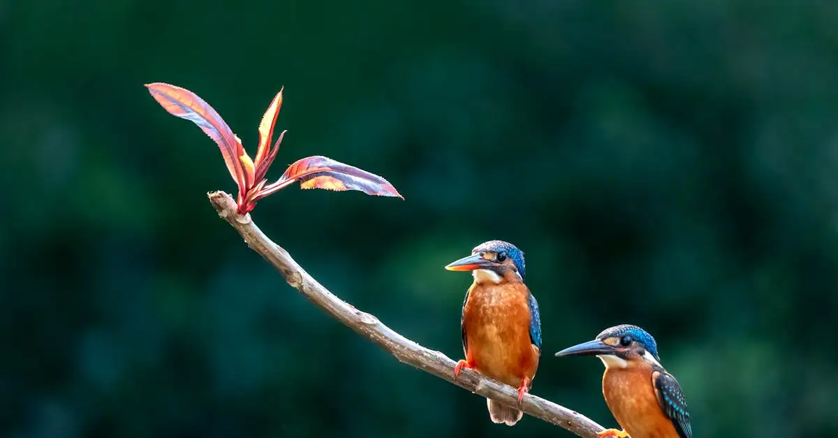 Como a plumagem auxilia no voo e isolamento dos pássaros?