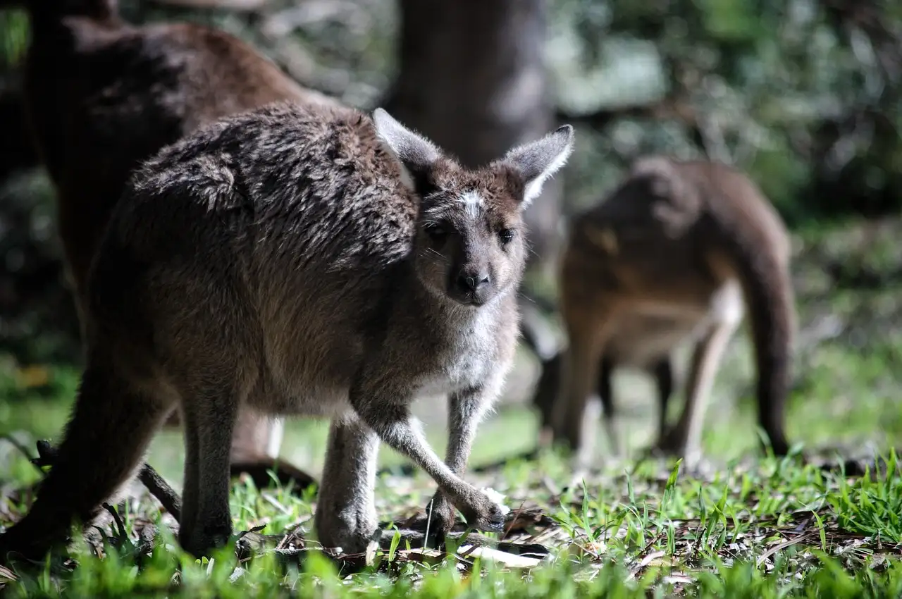 Como as cangurus protegem seus filhotes na natureza?