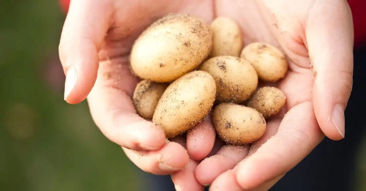 Como manter batatas frescas em local escuro e fresco?