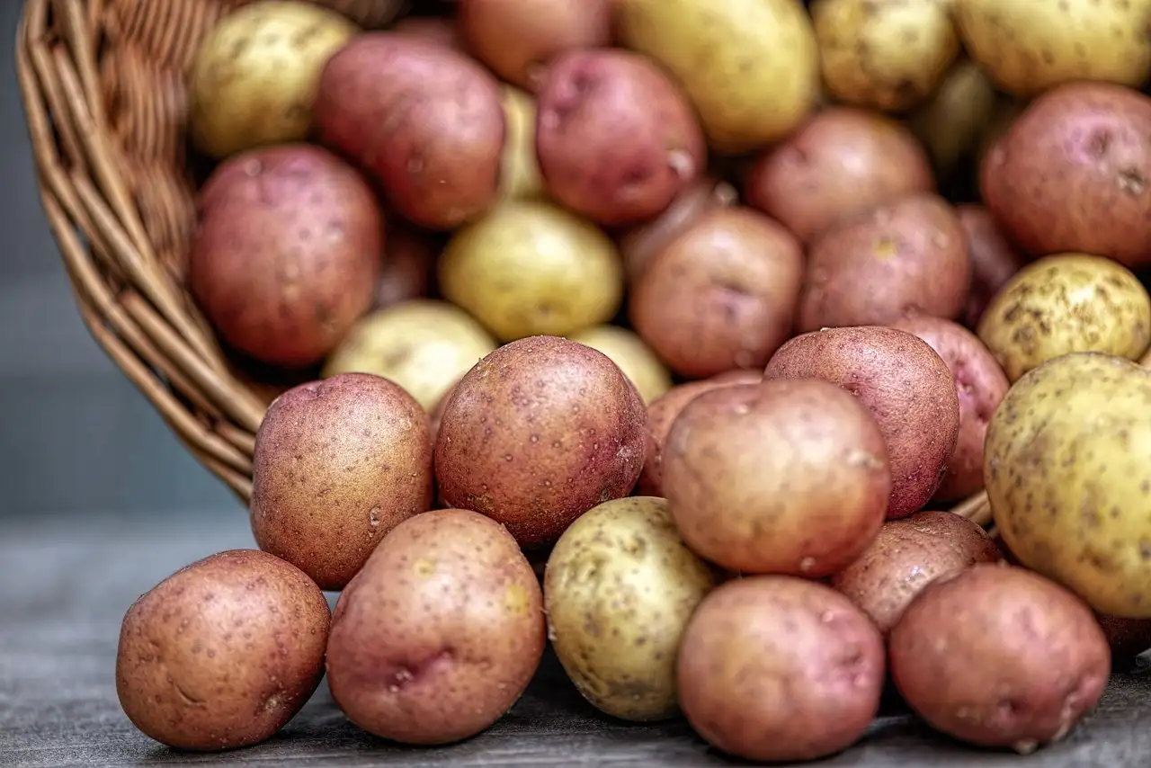 Como manter batatas frescas em local escuro e fresco?