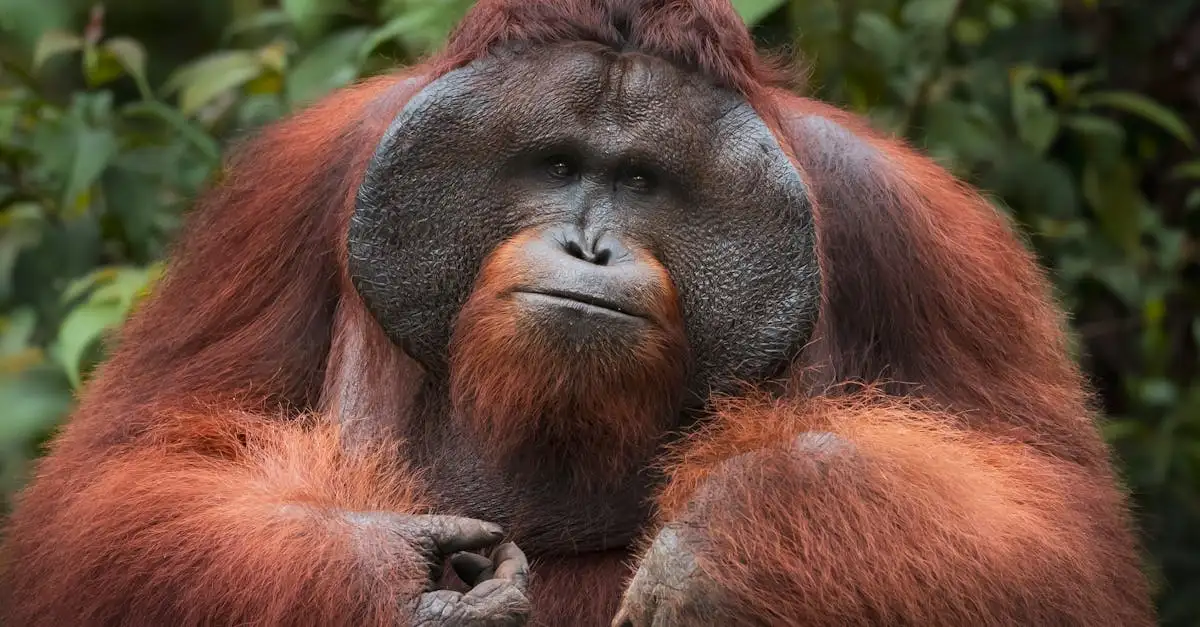Como os orangotangos se comunicam na floresta tropical?