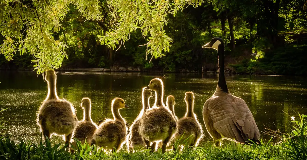Como os pássaros protegem e cuidam de seus ovos?
