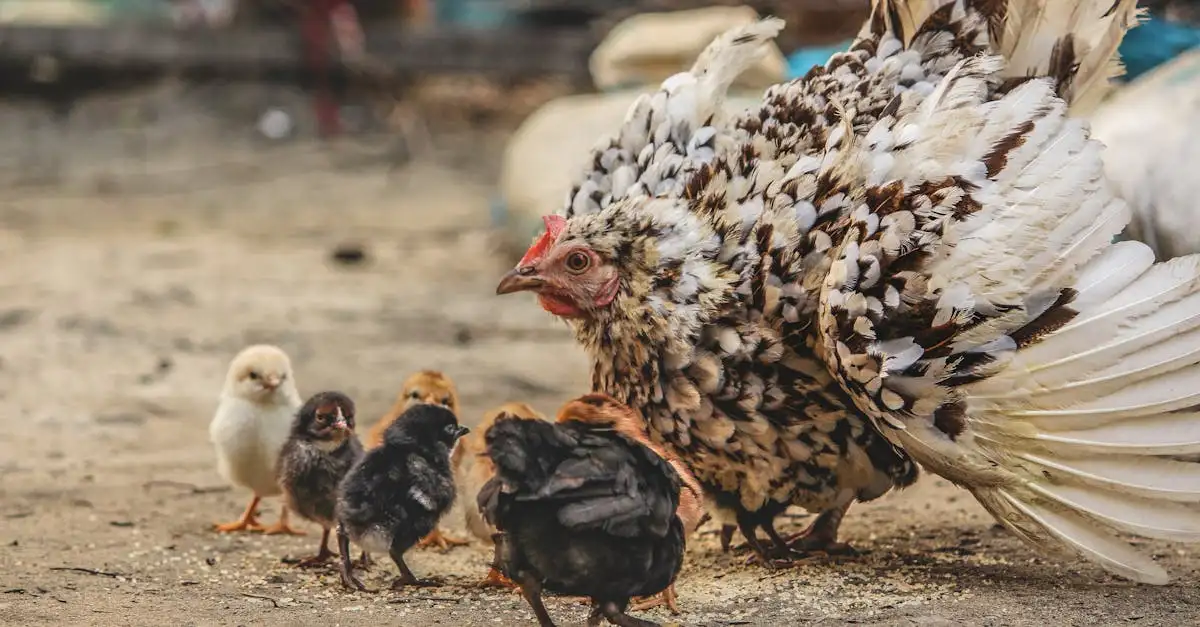 Como os pássaros protegem e cuidam de seus ovos?