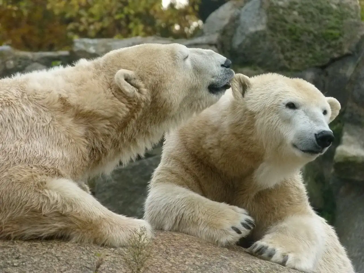 Como os ursos polares se aquecem no frio extremo?