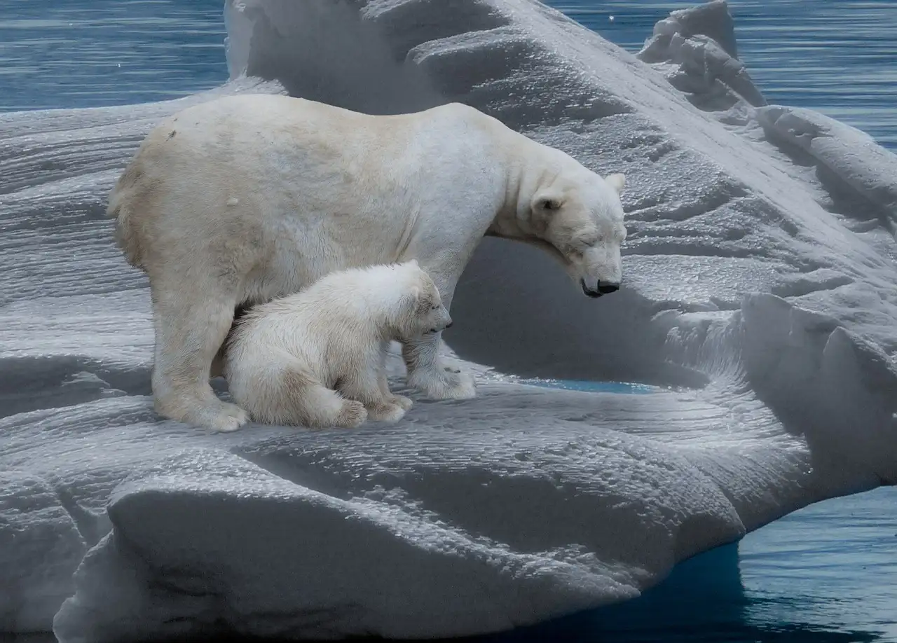 Como os ursos polares se aquecem no frio extremo?