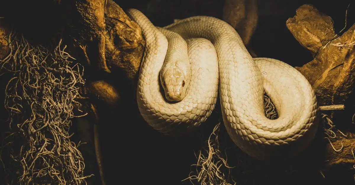 Por que algumas cobras vivem meses sem se alimentar?