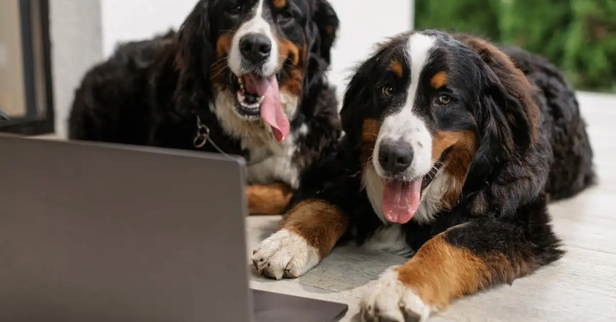 Por que os cães rosnam para alertar sobre perigos?