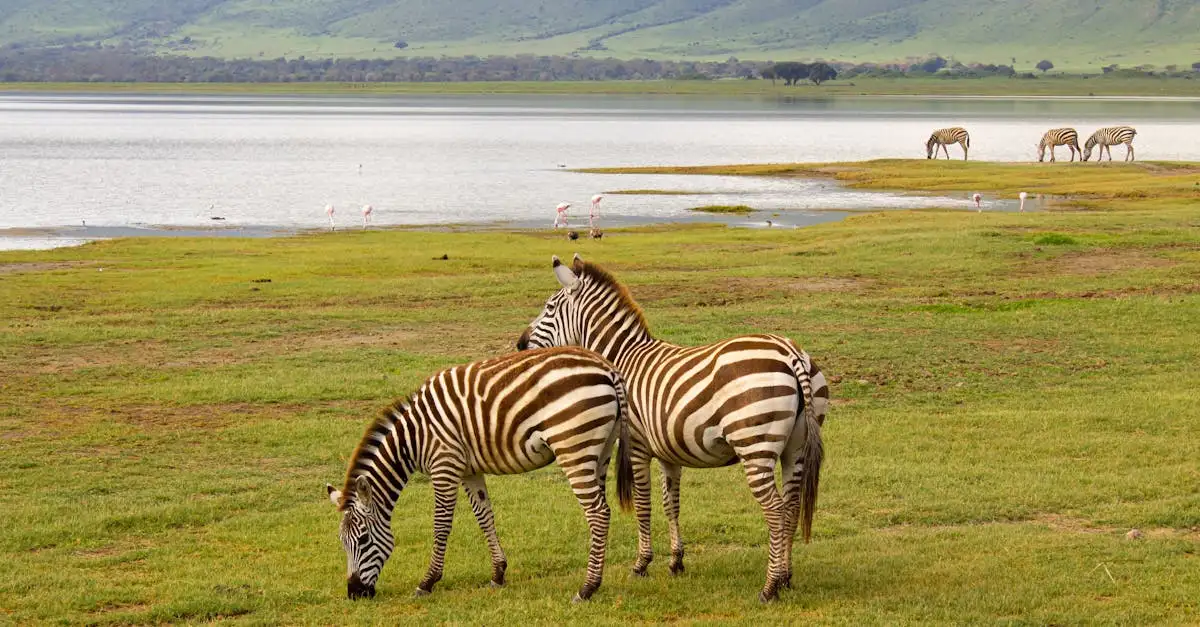 Quais animais vivem no Lago Chilwa, Maláui?