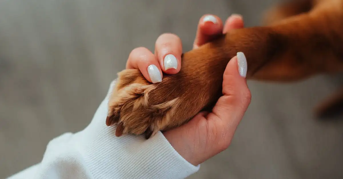 Quais fósseis revelam a conexão entre cães e humanos?