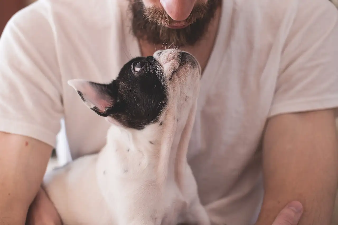 Quais fósseis revelam a conexão entre cães e humanos?