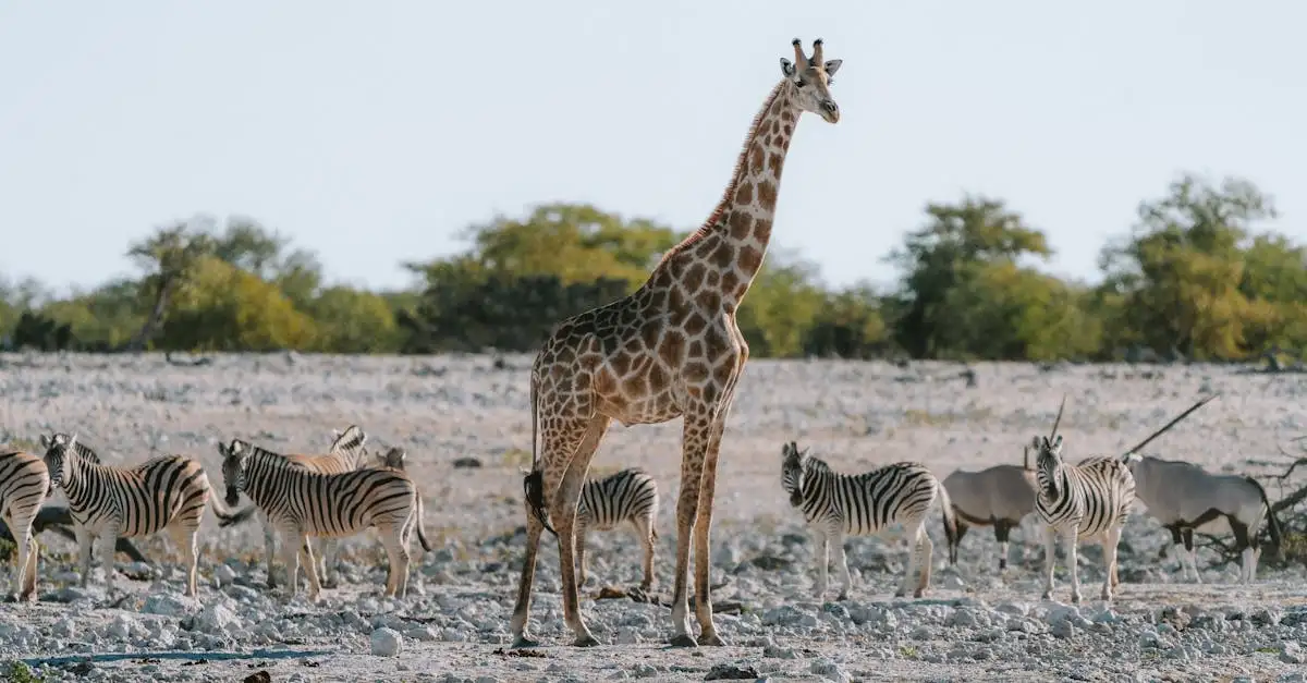 Quais locais em Etosha são ideais para avistar animais selvagens?
