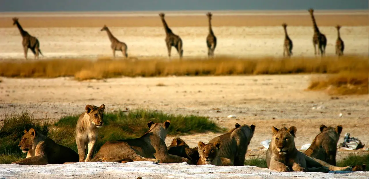 Quais locais em Etosha são ideais para avistar animais selvagens?