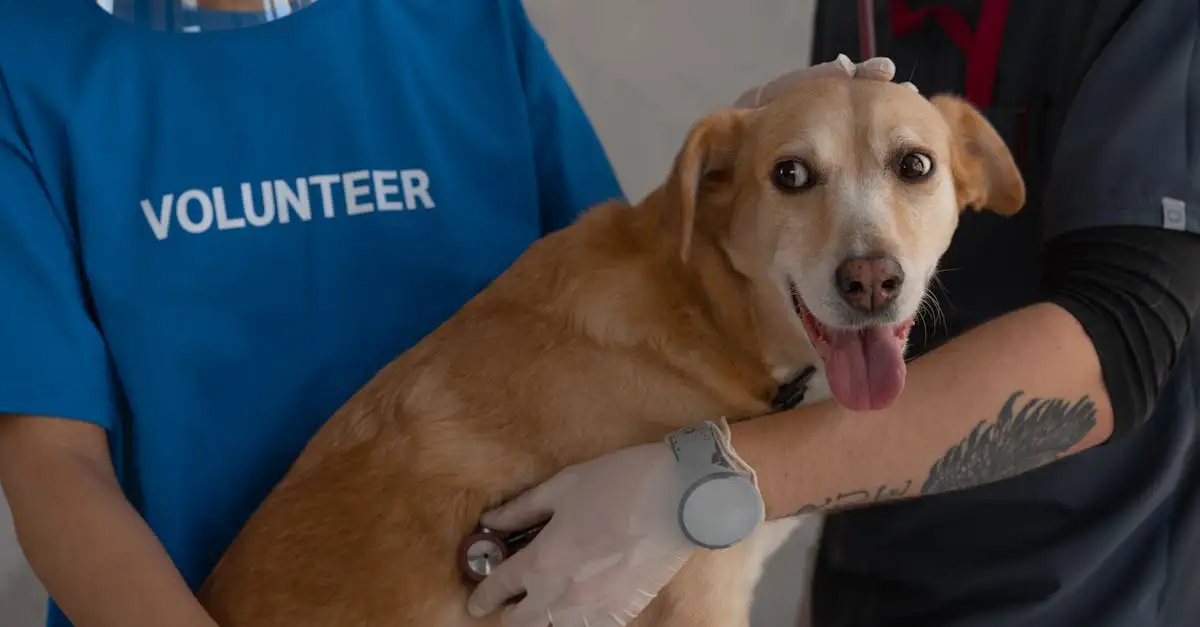 Quais países têm as leis mais rigorosas para cães?