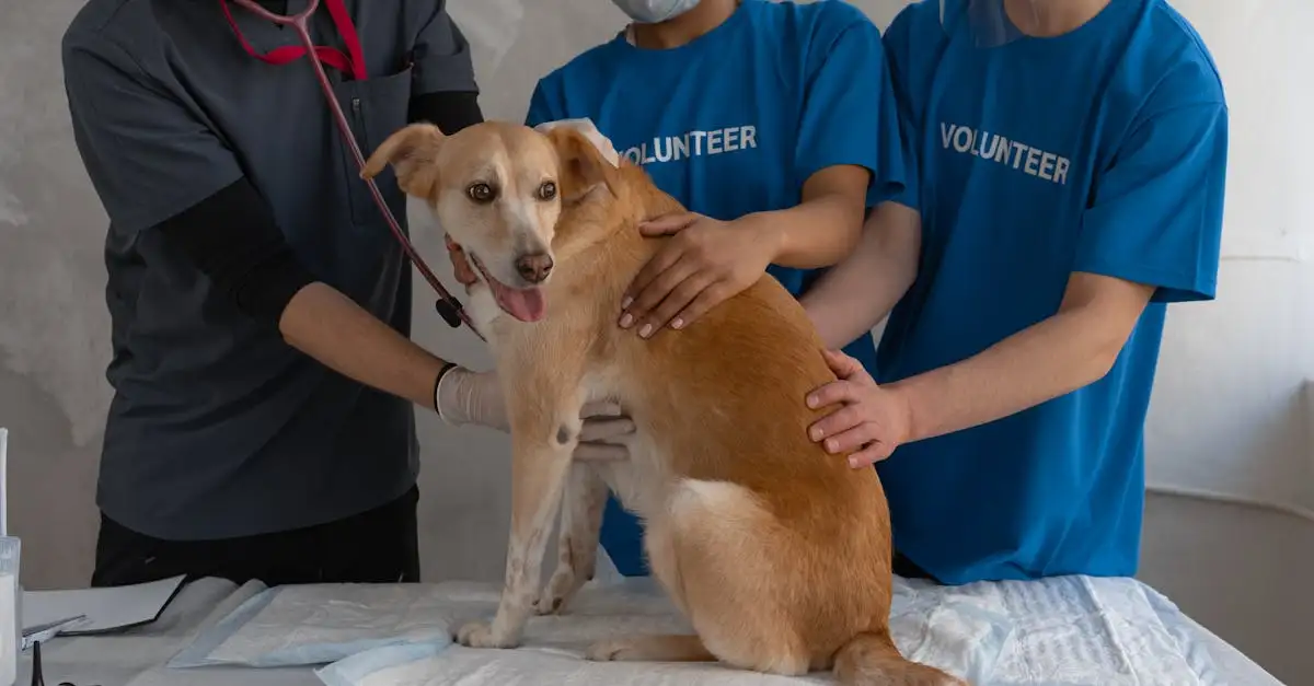 Quais países têm as leis mais rigorosas para cães?