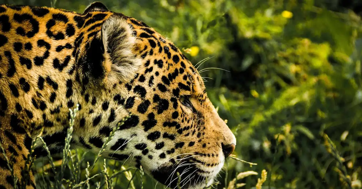 Qual a importância do jaguar nas mitologias da América do Sul?