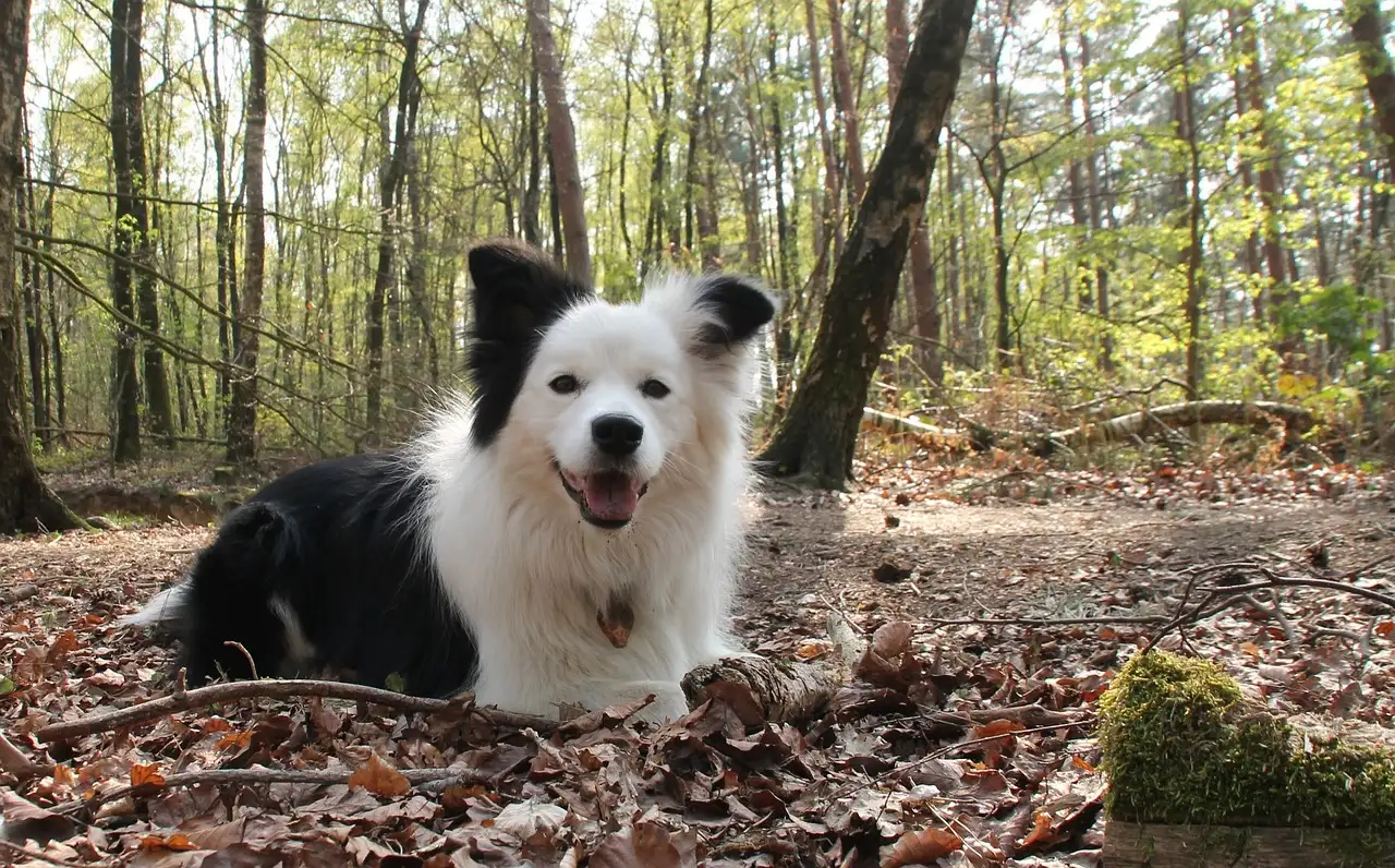 Qual é a expectativa de vida média de um cachorro?