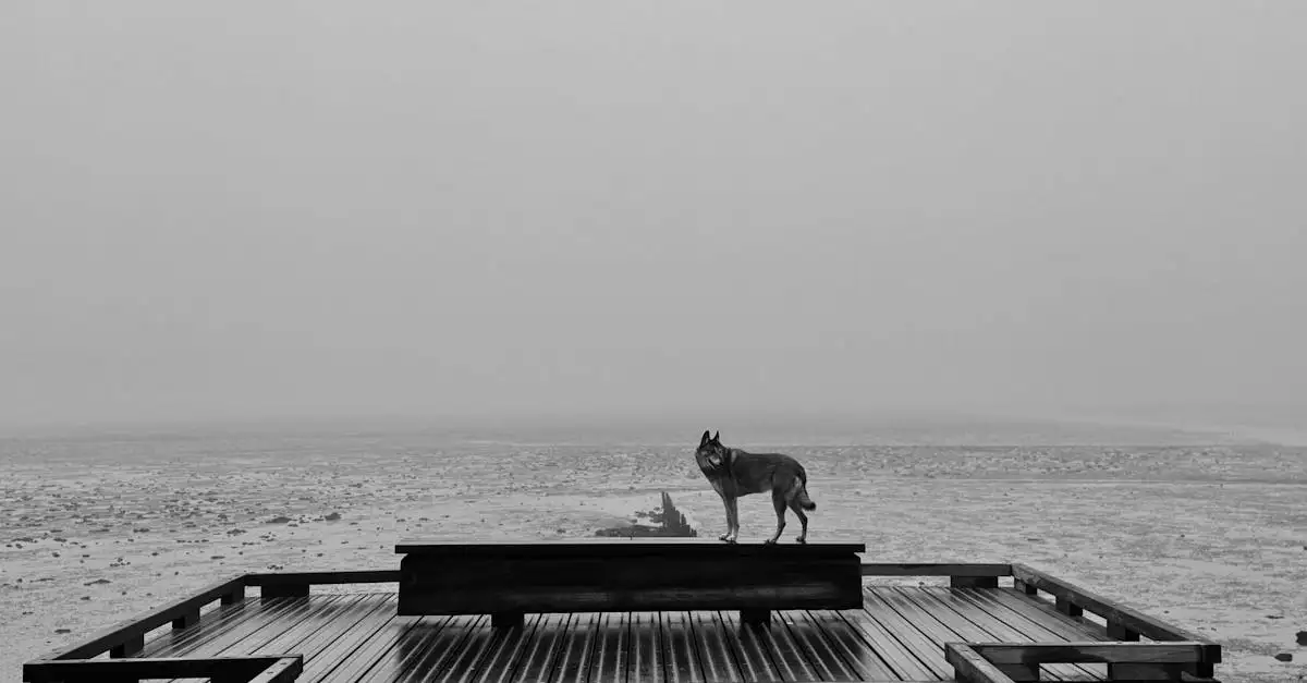 Qual é a importância do lobo na espiritualidade?