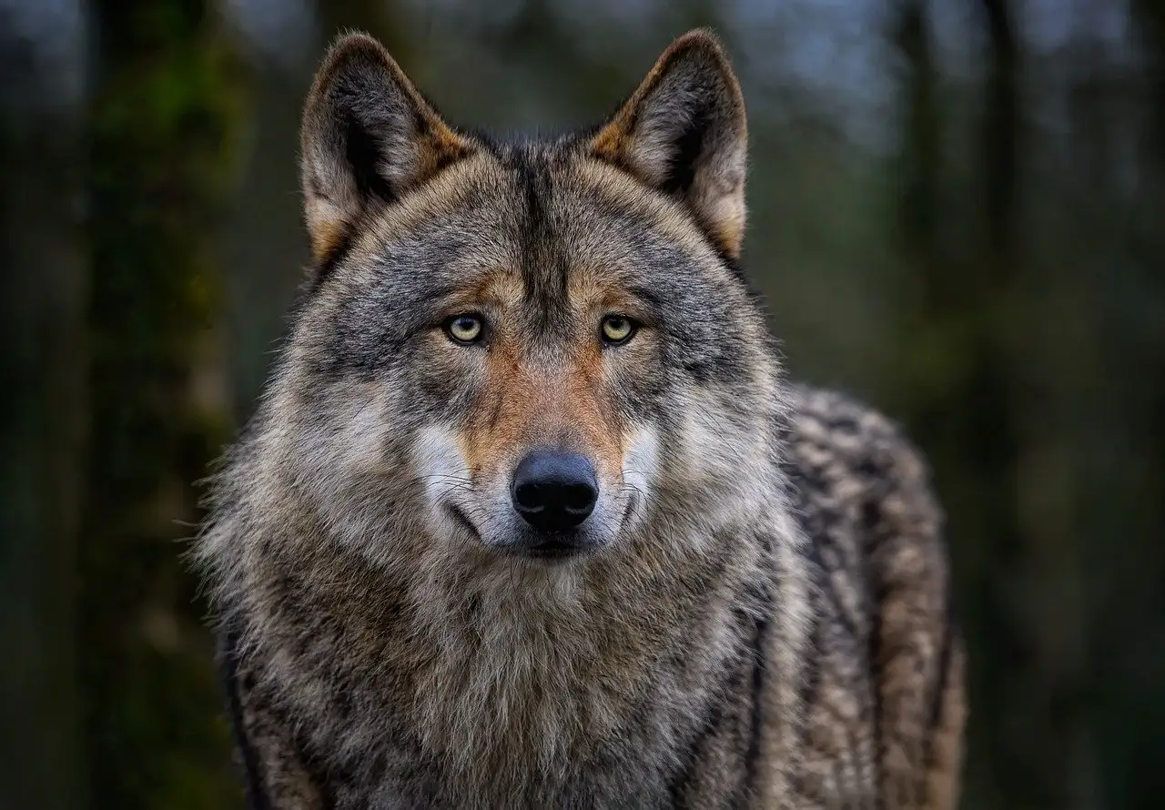 Qual é a importância do lobo na espiritualidade?