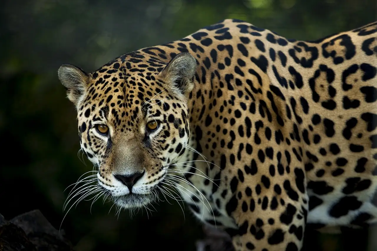 Qual é a lenda da jaguar e da lua na cultura popular?