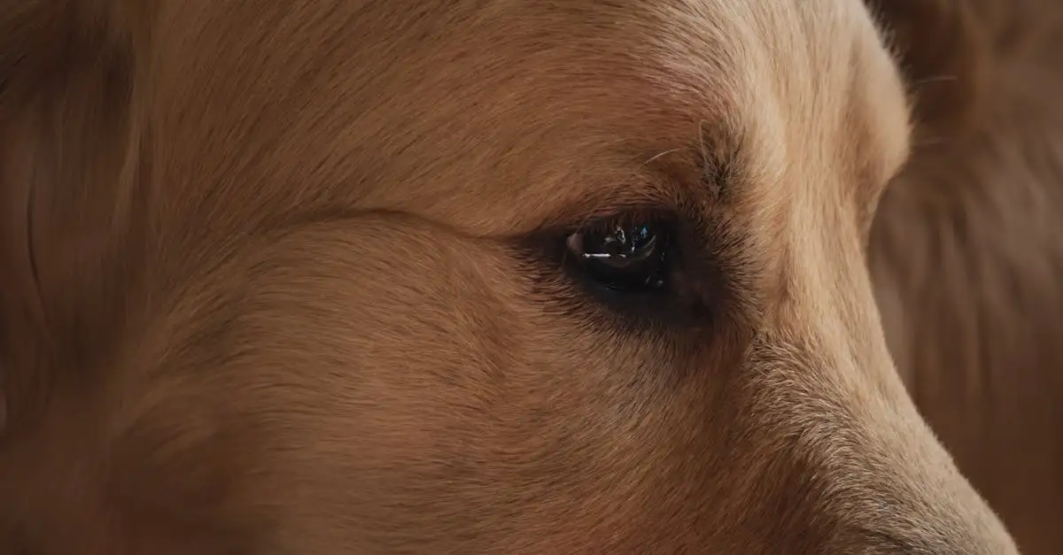 Cães podem ver cores? Descubra a verdade aqui!