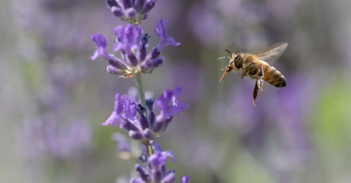 Como a lavanda ajuda a reduzir a ansiedade?