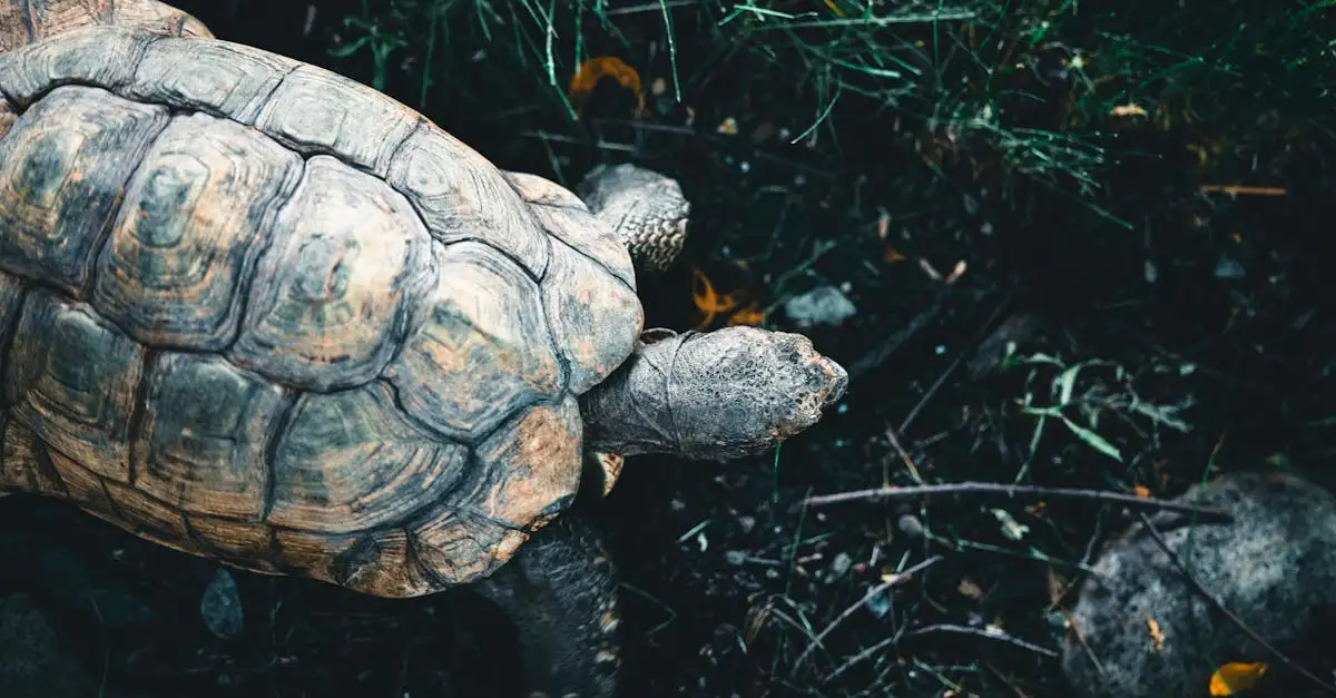 Como a tartaruga das Galápagos adapta seu casco ao ambiente?