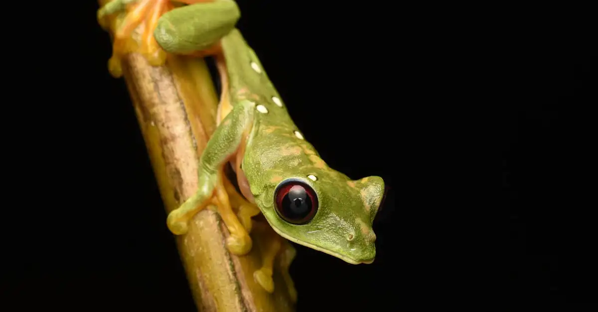 Como as florestas tropicais afetam a diversidade animal?