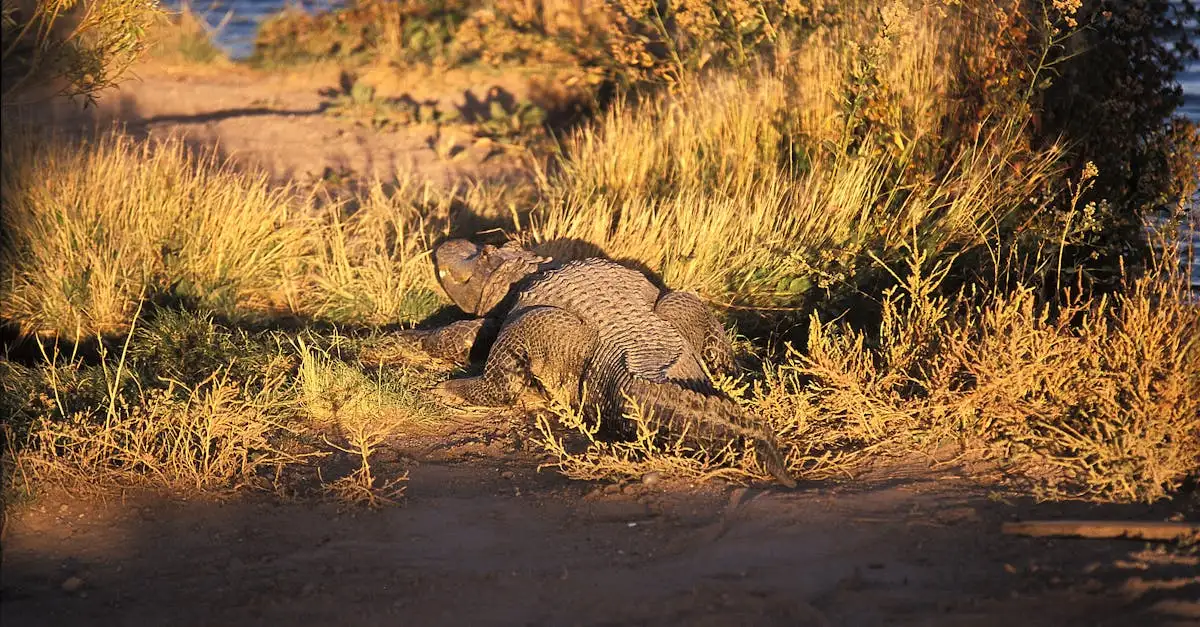 Dinossauros: Eram de sangue frio ou quente?