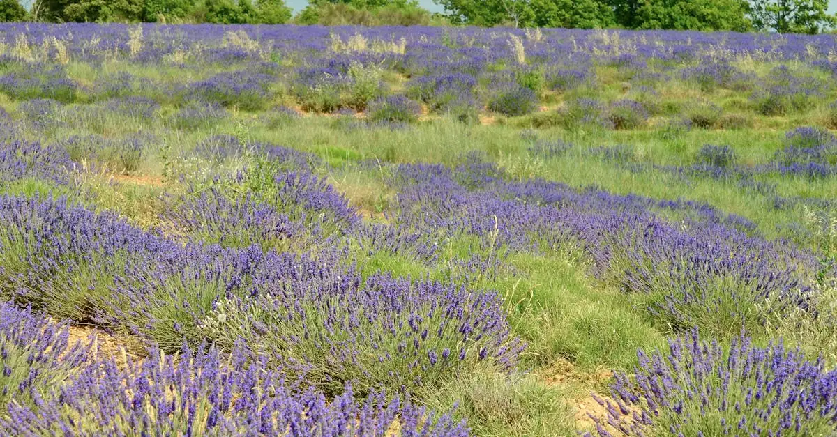 O que é o Parque Regional de Luberon e suas lavandas?