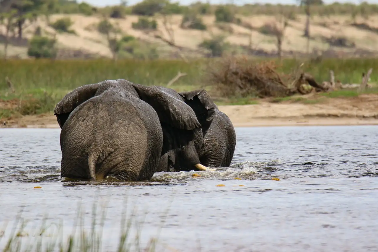 O que faz o delta do Okavango ser tão único em Botswana?
