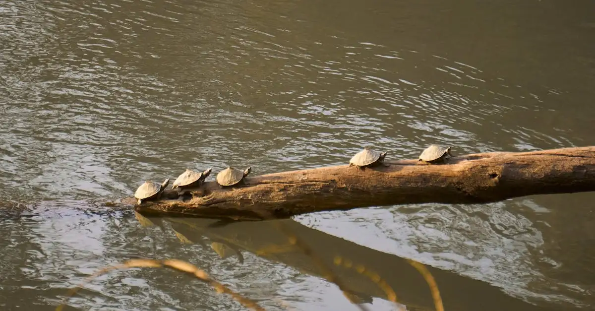 O que saber sobre o Parque Nacional South Luangwa na Zâmbia?