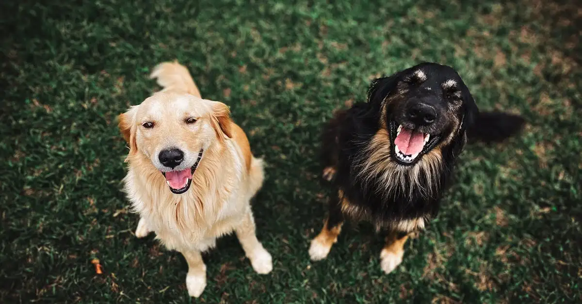 O que significa quando um cachorro abana o rabo?