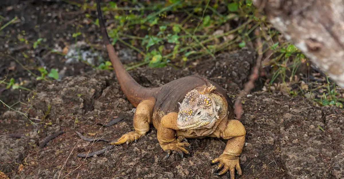Por que as Ilhas Galápagos são tão únicas no Equador?