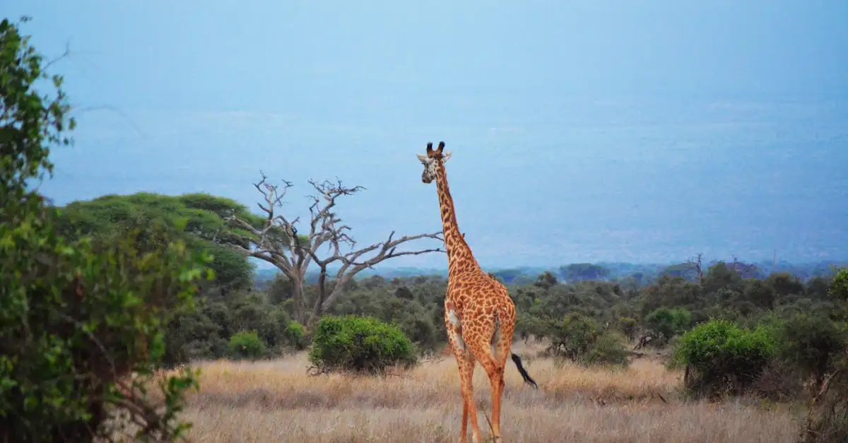 Por que o Parque Nacional Serengeti é tão famoso na Tanzânia?