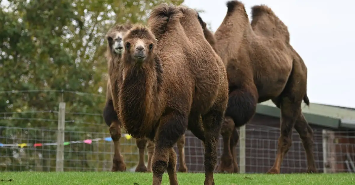 Por que os camelos têm corcovas e qual sua função essencial?